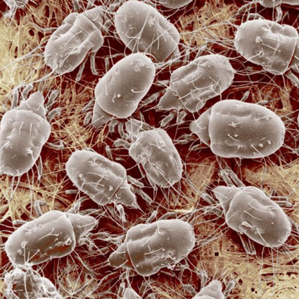 Клещи мучные Клещи мучные