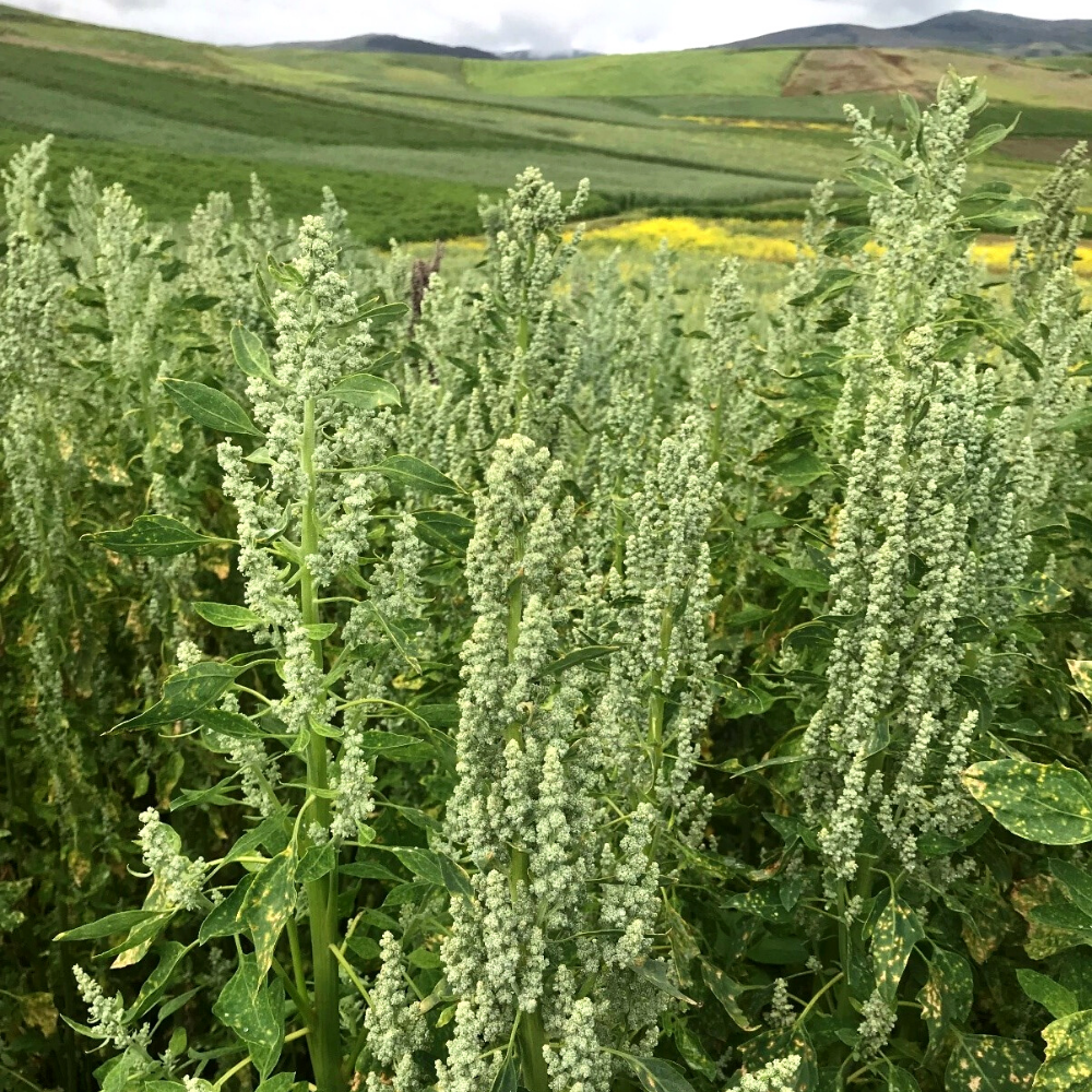 Киноа белое Киноа белое