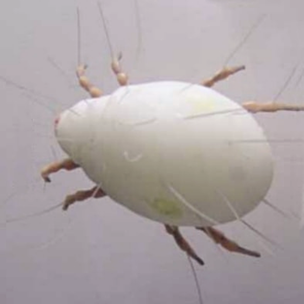 Acarus siro клещ мучной Acarus siro клещ мучной