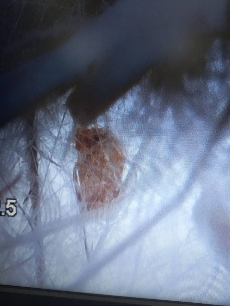 Клещи в образце 7 Клещи в образце 7