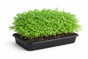 21256 Кресс-салат_кучерявый.jpg 21256 Кресс-салат_кучерявый.jpg