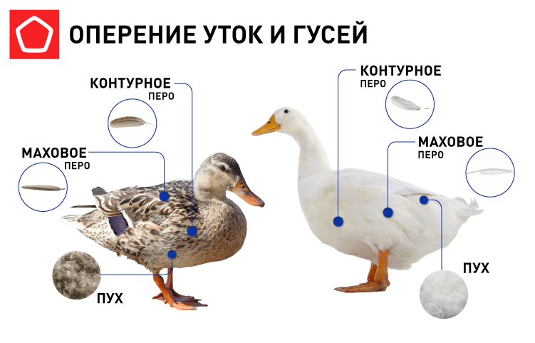 Оперение уток и гусей.jpg Оперение уток и гусей.jpg
