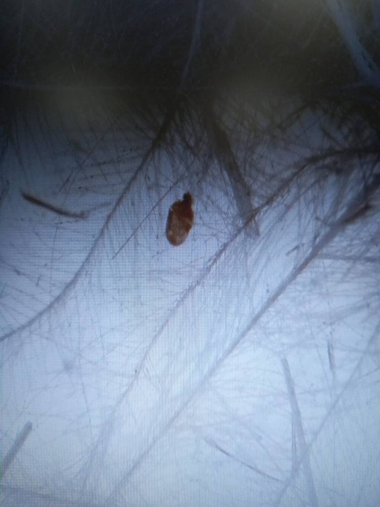 Клещи в образце 4 Клещи в образце 4