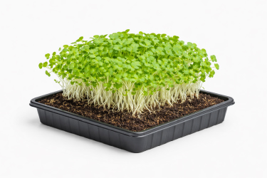 21256 Кресс-салат_обчный.jpg 21256 Кресс-салат_обчный.jpg