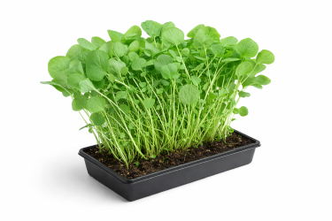 21256 Кресс-салат_широколистный.jpg 21256 Кресс-салат_широколистный.jpg