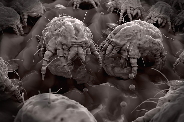 пылевые клещи пылевые клещи