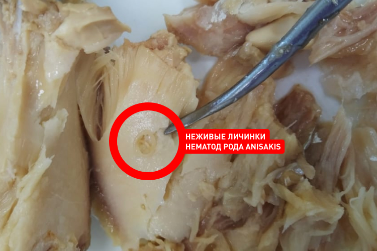 9412-540х320-лаб рыба.jpg 9412-540х320-лаб рыба.jpg