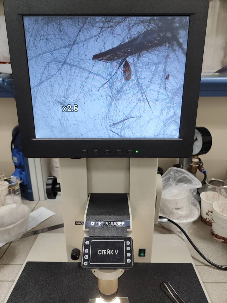 Клещи в лаборатории Клещи в лаборатории