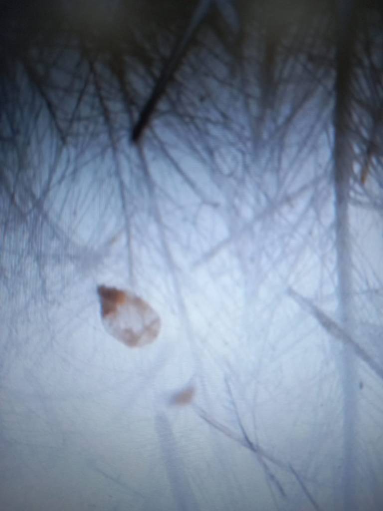 Клещи в подушке, образец 5 Клещи в подушке, образец 5