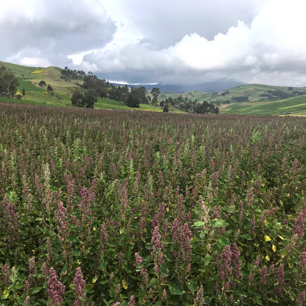 Киноа красное Киноа красное